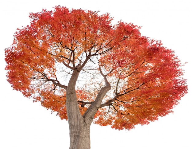 Beautiful maple tree red leaves in autumn, isolated on background