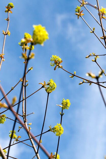 Beautiful maple tree during spring flowering, closeup of maple branches with flowers, spring weather in the forest