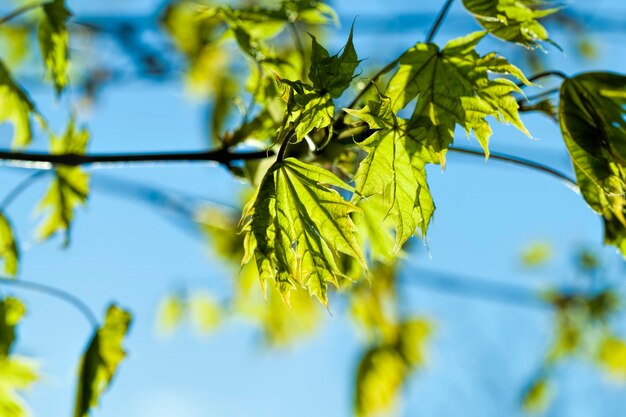 Beautiful maple tree during the spring season