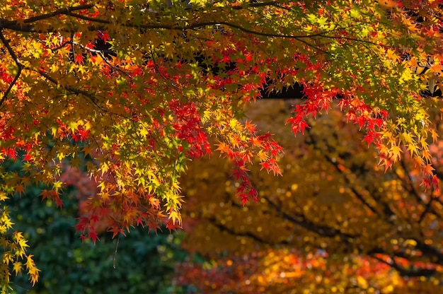 カラフルな紅葉の美しい楓の木