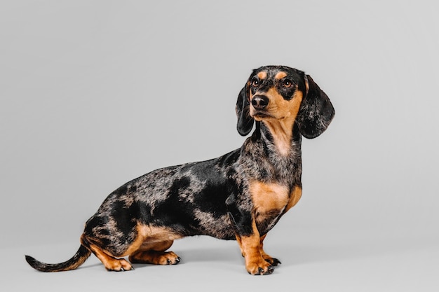 Beautiful marble dachshund dog on a gray background