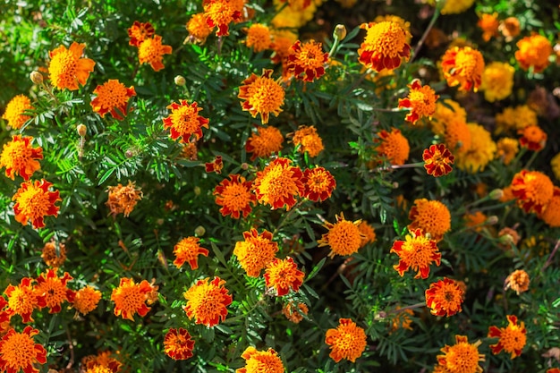 Beautiful Marigold flower in the garden