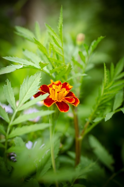 A beautiful marigold flower grows in the garden. 