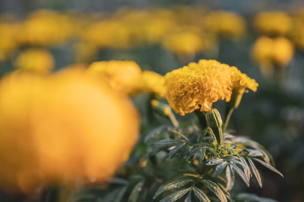 Foto bello fiore del tagete (tagetes erecta, messicano, azteco o tagete africano) nel giardino.