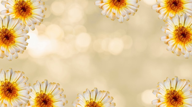 Красивый цветок календулы на желтом размытом фоне. Праздничный