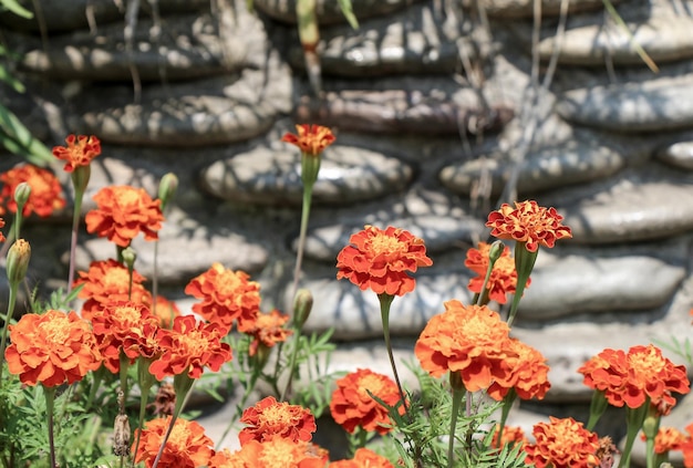 自然の美しいマリーゴールドの花