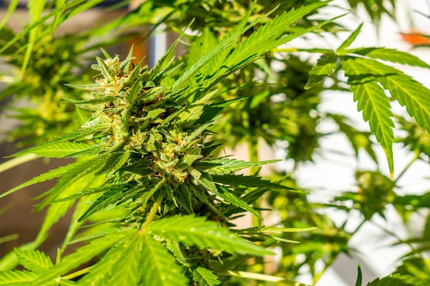 Красивые бутоны марихуаны, окруженные листьями. Лекарственное растение каннабиса вблизи Critical — это нечто среднее между афгани и скунсом.