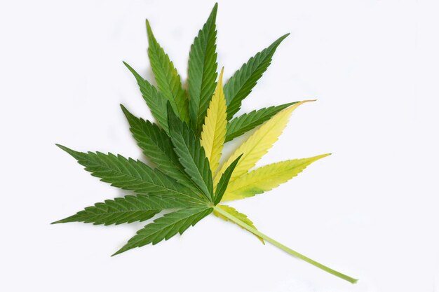 Beautiful marijuana leaves in yellow and green color on the white background autumn concept of the