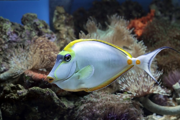 サンゴ礁の美しい海水魚