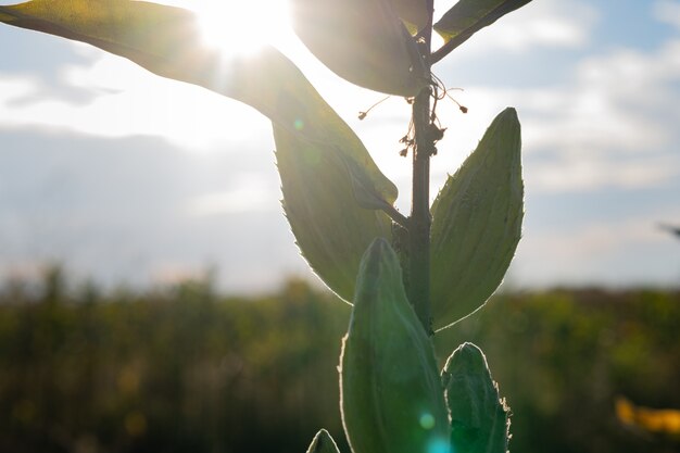 Beautiful massive leaves of a flower at sunset, green leaves. High quality photo