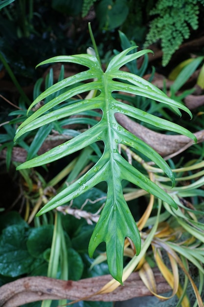 Beautiful mature green leaf of Philodendron Elegans