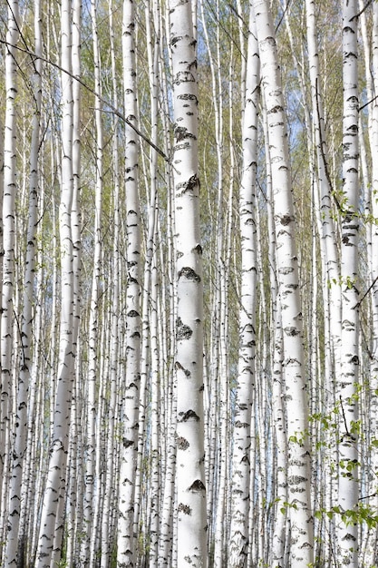 Photo beautiful may scenic landscape with birch copse birch forest birch grove white birch trunks