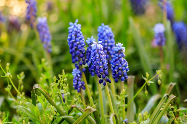 Bellissimo prato fiori blu luminosi di muskari armeno