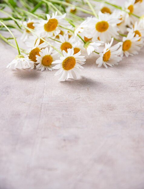 Beautiful meadow chamomile on a pink-gray background. concept botanical flat lay. close up and copy space image