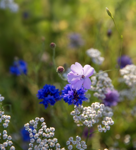 野花のある美しい牧草地春または夏の野花のクローズアップヘルスケアの概念農村分野代替医療環境