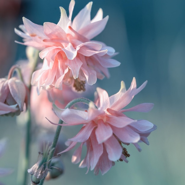 Bellissimo campo di prato con fiori selvatici fiori di campo primaverili o estivi concetto di assistenza sanitaria campo rurale medicina alternativa ambiente