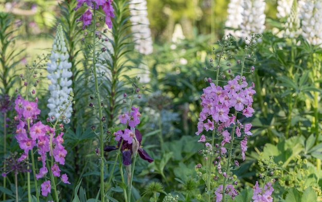 Bellissimo campo di prato con fiori selvatici primo piano di fiori di campo primaverili o estivi concetto di assistenza sanitaria campo rurale medicina alternativa