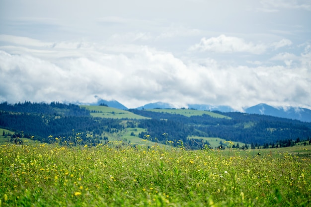 Bellissimo campo di prato con fiori di campo con montagne con nuvole.