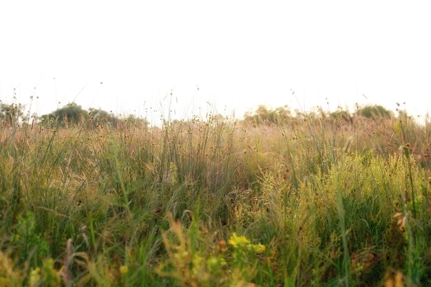 日の出の美しい牧草地