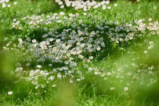 A beautiful meadow in springtime full of flowering daisies with white yellow blossom and green grass A meadow full of blooming daisies and grass wild daisy flowers on a field on a sunny day