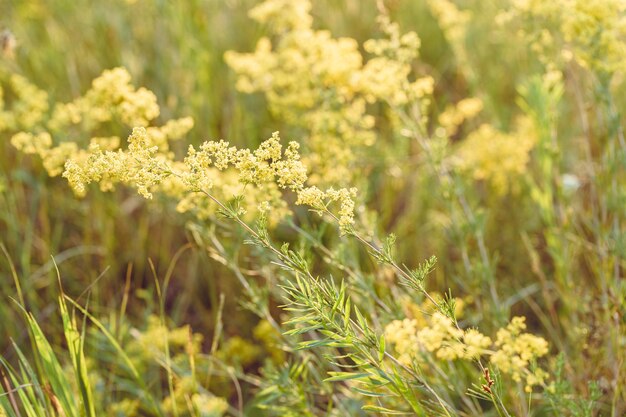 따뜻한 햇빛에 아름다운 초원 야생 잔디 성장하는 노란색 꽃과 아름다움 자연 필드