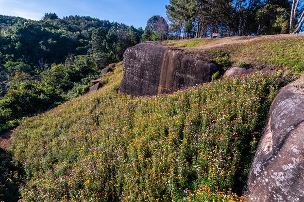 Beautiful meadow wildflowers straw flower in the mountains Phu Hin Rong Kla National Park Thailand