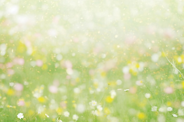 Photo beautiful meadow with flowers in soft color and blur style for background