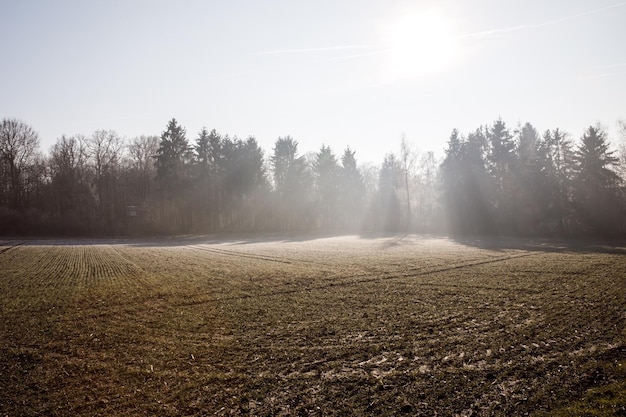 Beautiful meadow with frost in front of the forest in winter or late autumn.