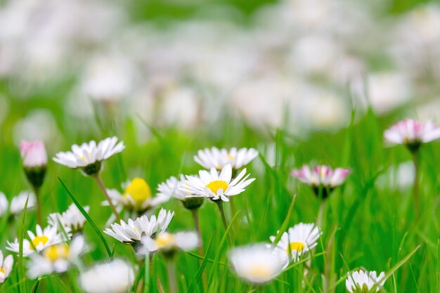 自然の緑の草で朝に色とりどりの春の花がたくさんある美しい牧草地