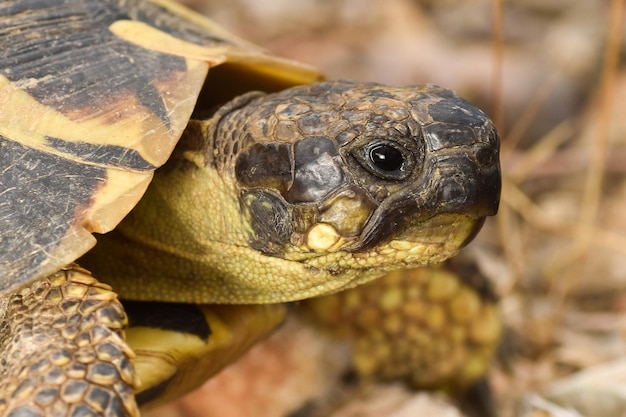 Photo beautiful mediterranean land tortoise portrait