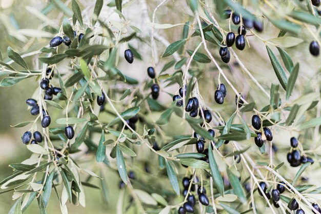 Beautiful mediterranean and organic black olives in the olive tree