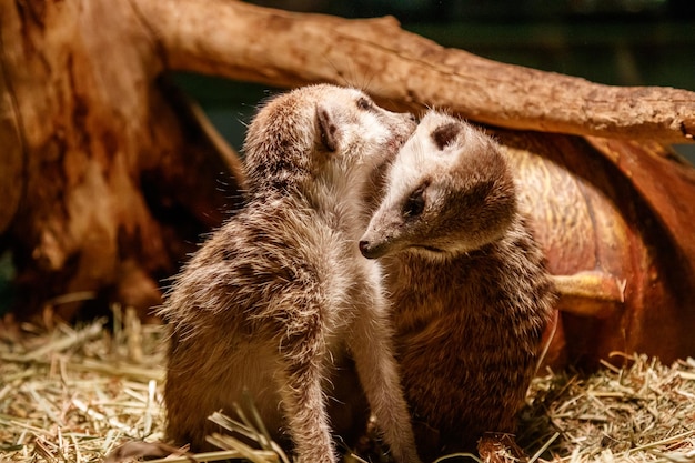 Beautiful meerkats are played