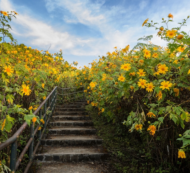 Beautiful mexican sunflower blooming valley in Meahongson, Thailand