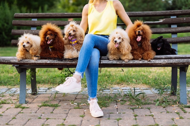 Beautiful middle age blonde woman enjoys walking with her adorable miniature poodles.