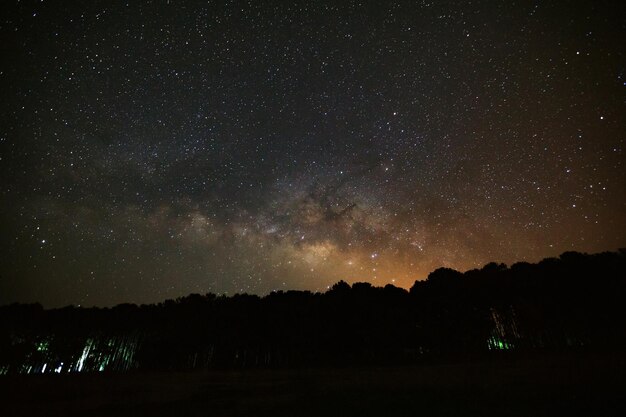 Beautiful milkyway galaxy and silhouette of pine tree on a night sky