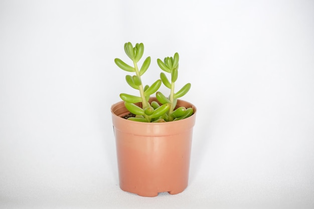 Beautiful mini succulent plant in brown pot