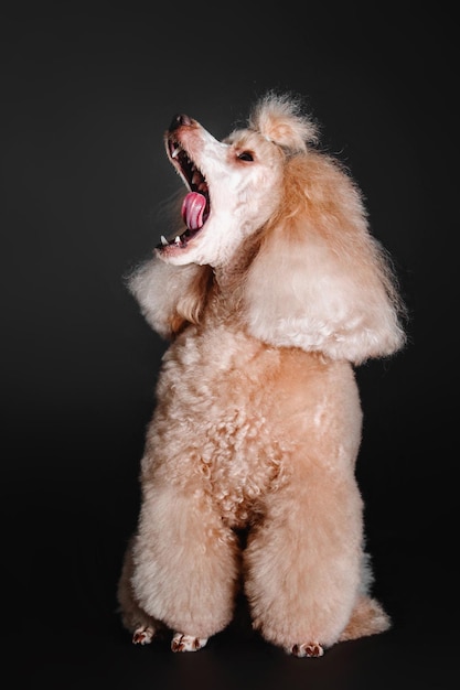 Beautiful miniature poodle dog isolated on black background. Dog grooming. Dog hairstyle