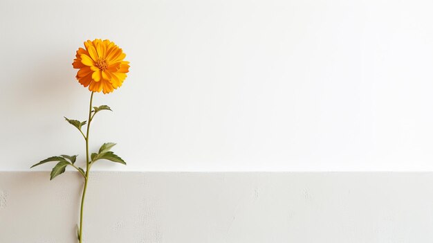 Beautiful minimalist flower on light wall background mockup