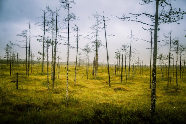 Foto un bellissimo paesaggio paludoso in finlandia - un sogno nebbioso