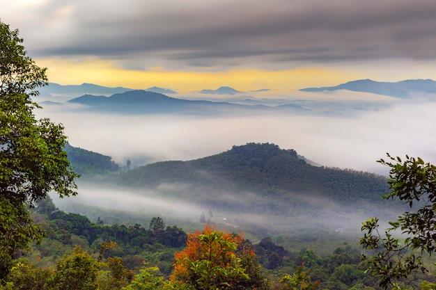 Beautiful mist In the valley