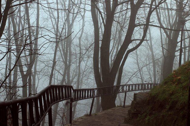 Красивый туманный осенний парк