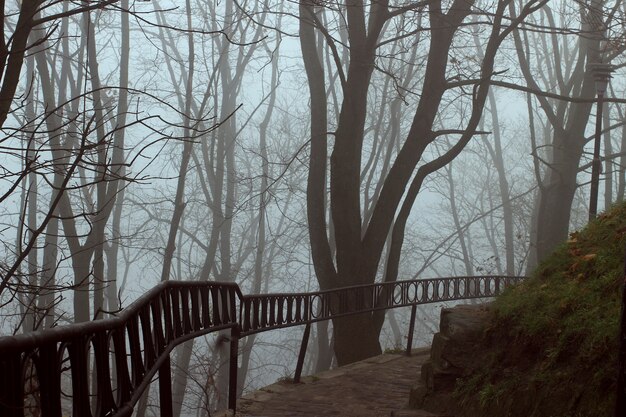 Beautiful misty autumn park