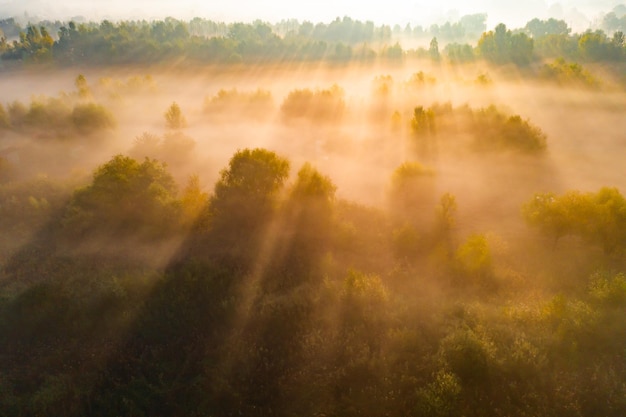 Beautiful misty dawn over the trees Aerial view