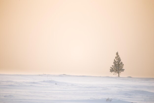 Photo a beautiful misty morning in the norwegian hills in winter white hazy landscape