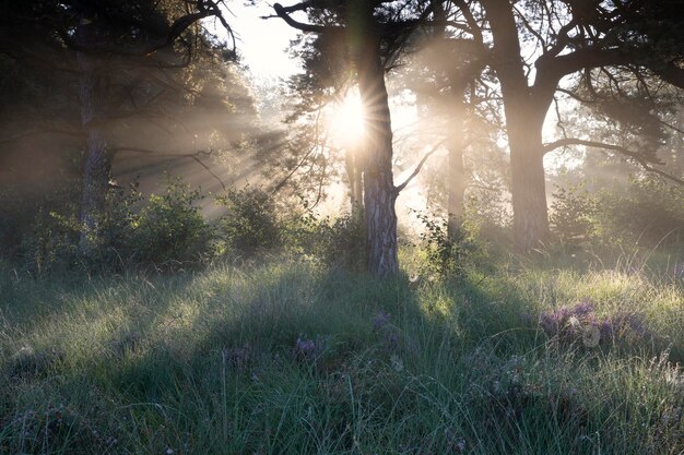 beautiful misty sunrise in forest with heather