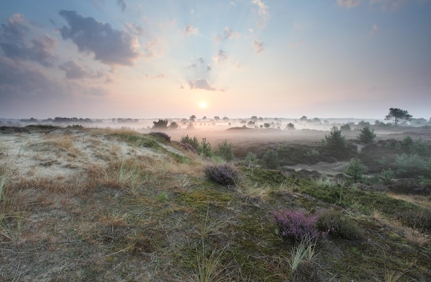 Photo beautiful misty sunrise in summer