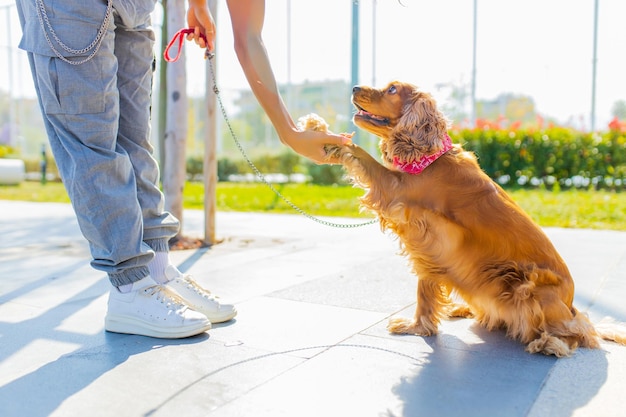 Beautiful mixrd race woman with make up and curly hair style spending happy times with her cite gold american cocker dog at sunny day in the street