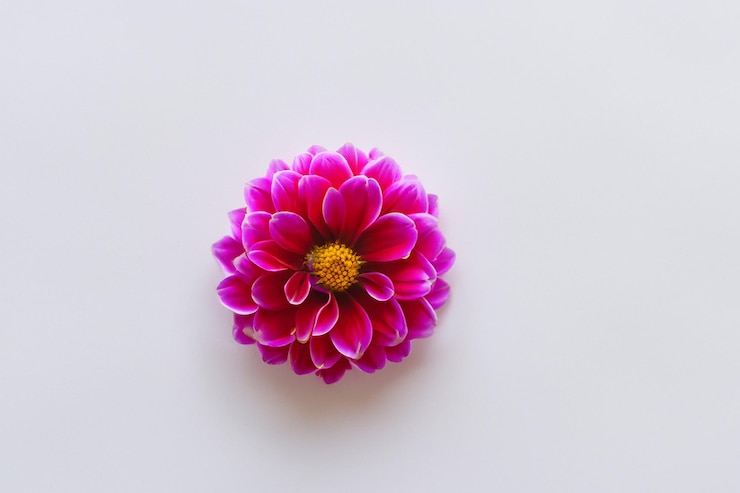 Photo beautiful mockup of charming dahlia flower on white paper