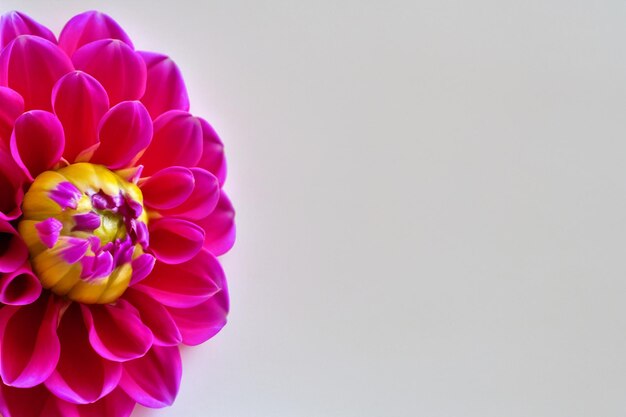 Beautiful mockup of charming dahlia flower on white paper