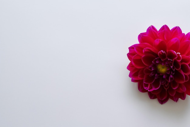 Красивый макет очаровательного цветка георгина на белой бумаге